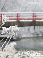 The red bridge in the winter