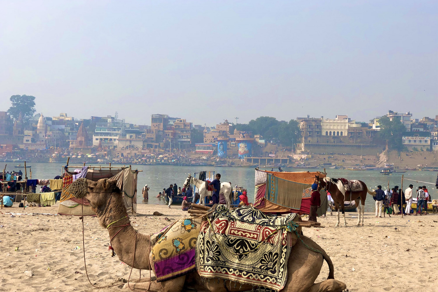 A photo of a camel taken on a J-Term study tour.