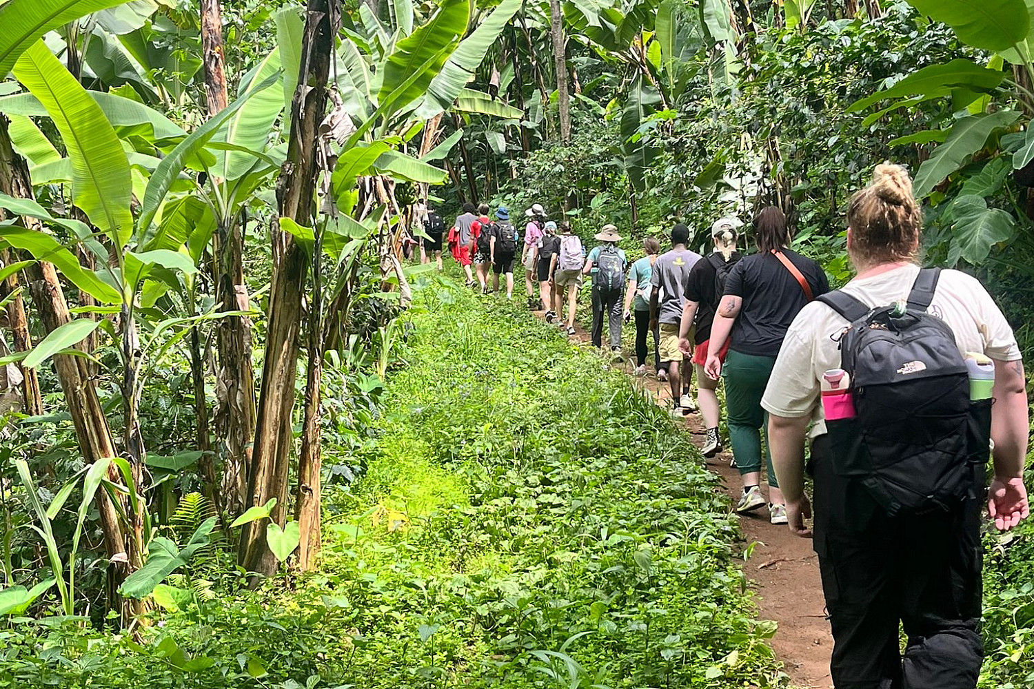 Students hiking in the rainforest.