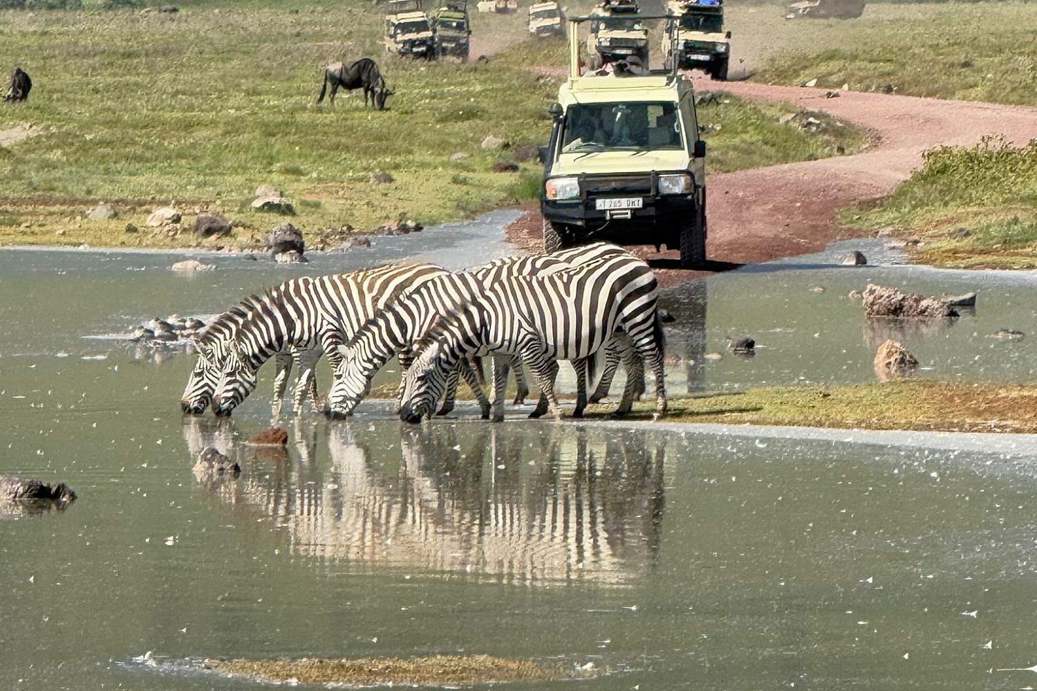 Safari trips allow students to see a wide variety of animals.