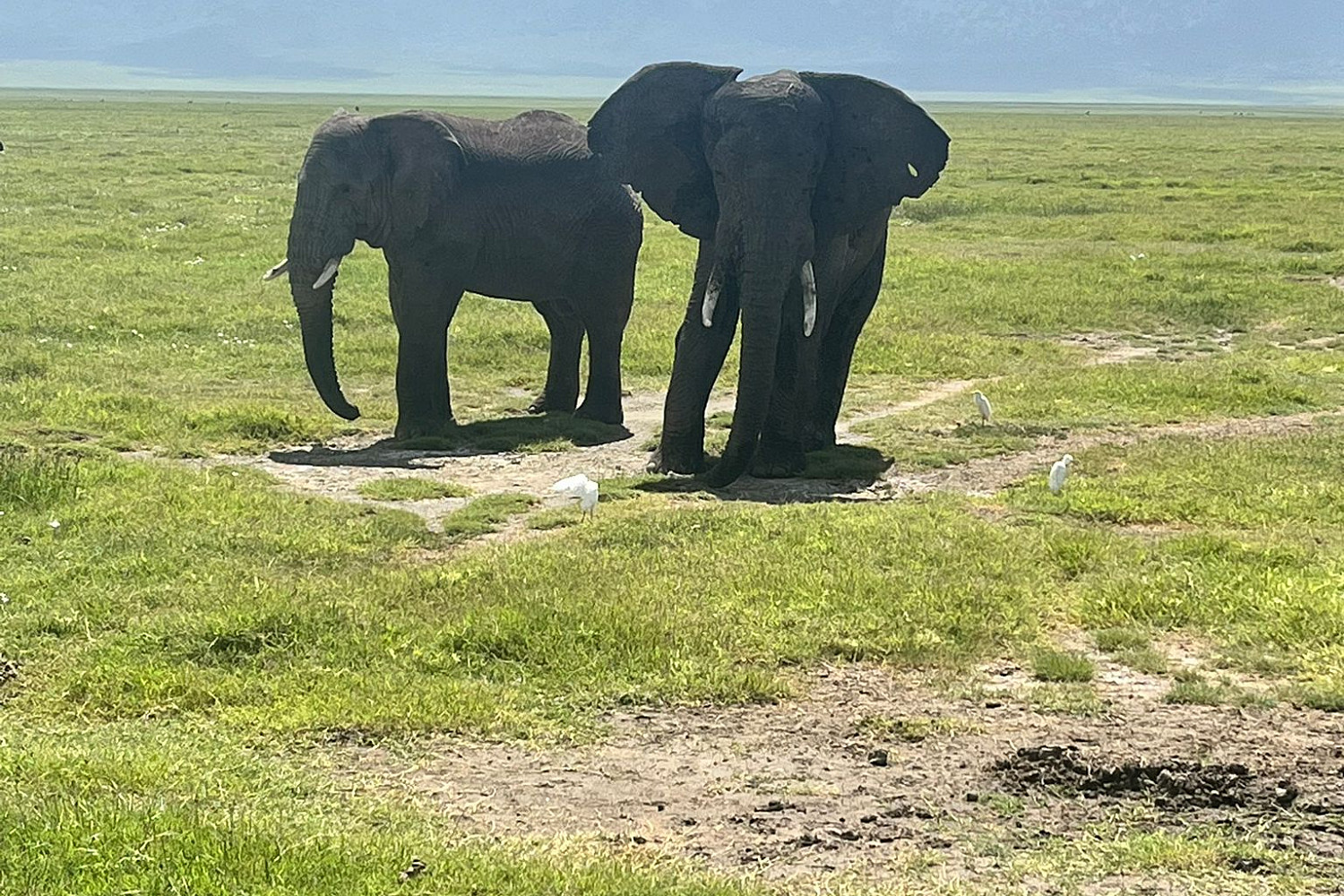 Elephants.